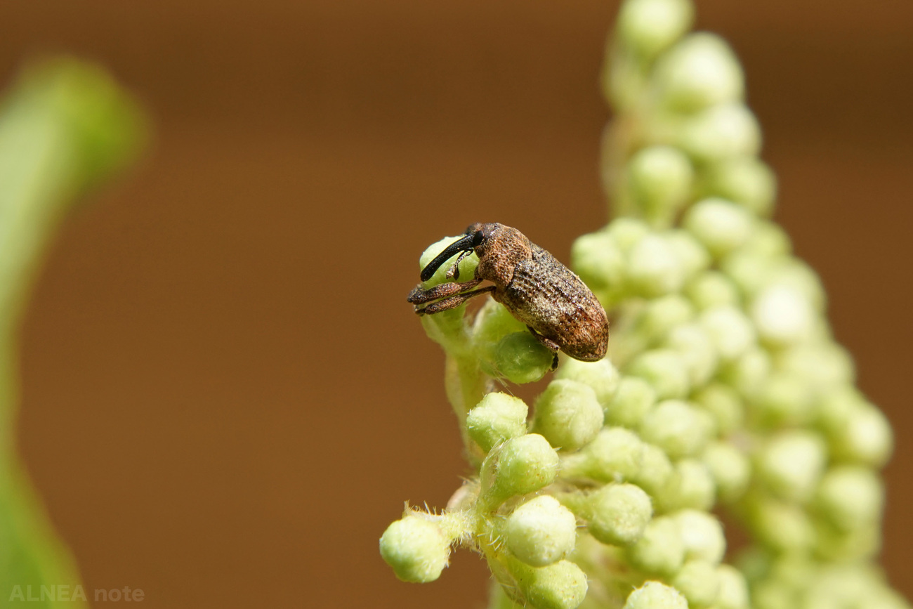 backend=imagemagick;version=1;