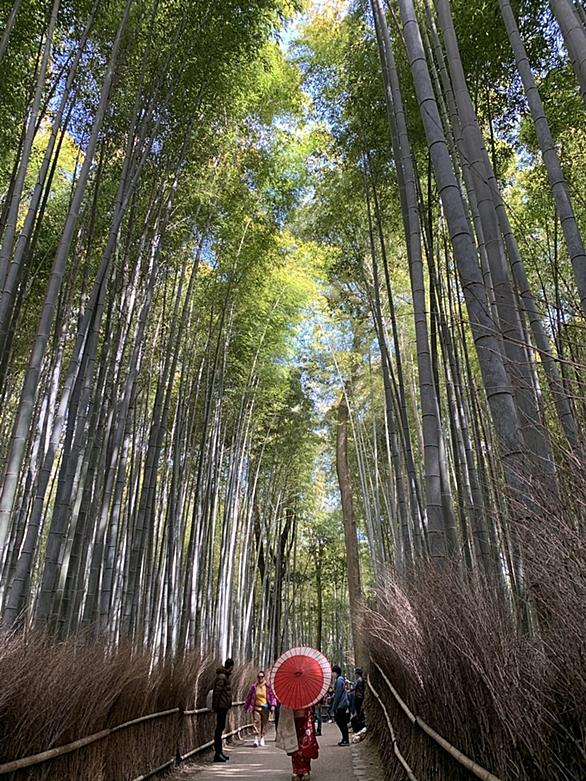 野宮神社とは 地理の人気 最新記事を集めました はてな 野宮神社とは 地理の人気 最新記事を集めました はてな