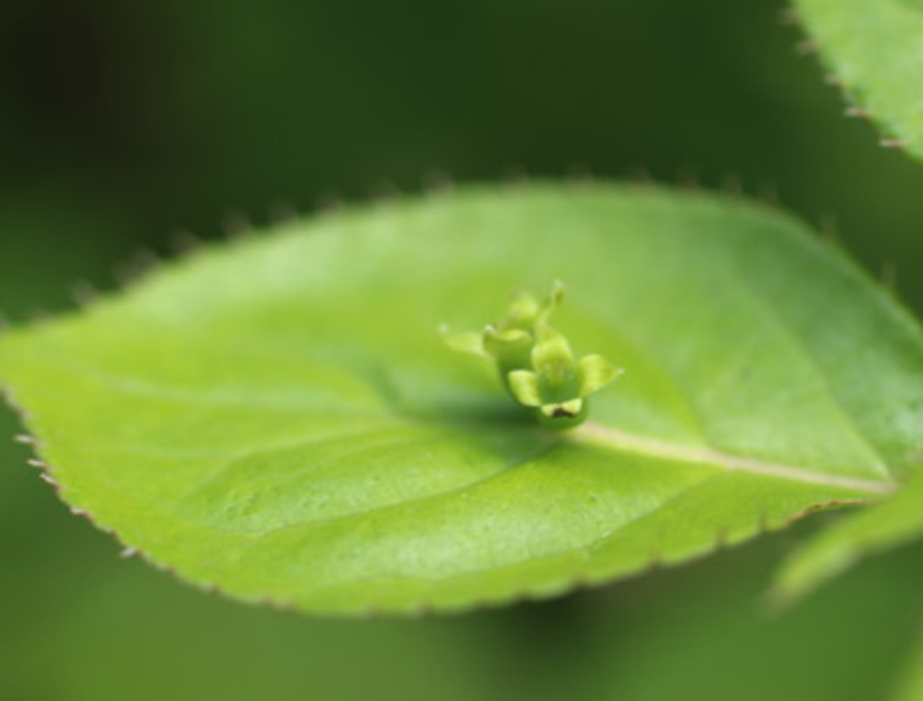 今日の誕生花「ハナイカダ」葉っぱの上に花がある不思議な花！ - 誕生 