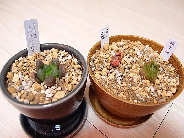 発根促進剤ルートンとは 一般の人気 最新記事を集めました はてな 発根促進剤ルートンとは 一般の人気 最新記事を集めました はてな