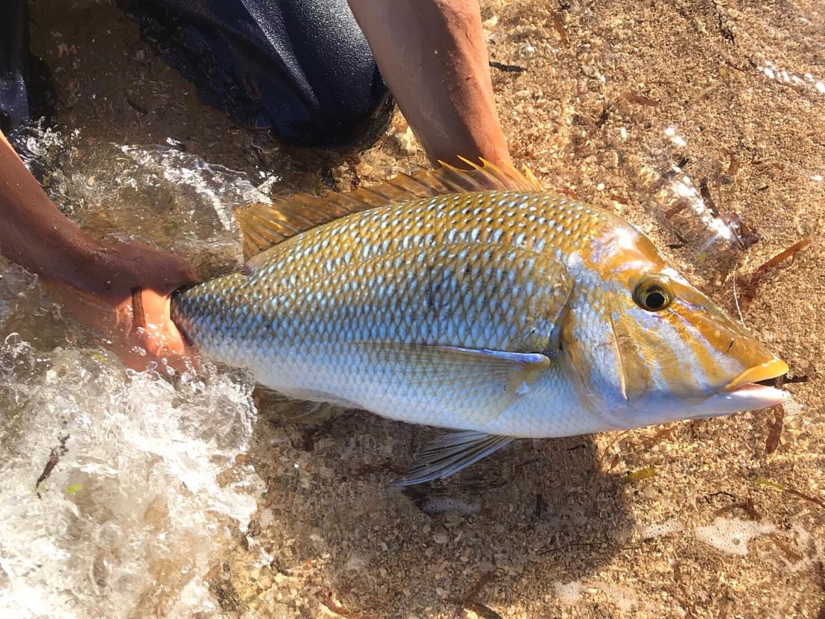 沖縄 那覇 カテゴリーの記事一覧 The Taro Life