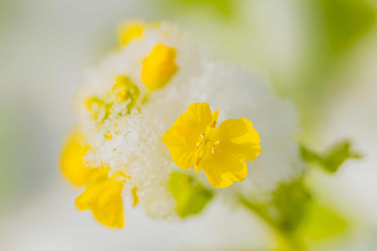 雪に負けじと菜の花 - 光と風と薔薇と