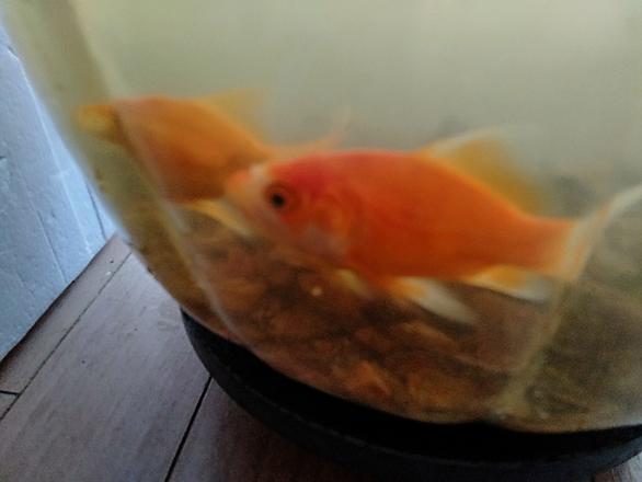 金魚とは 動植物の人気 最新記事を集めました はてな