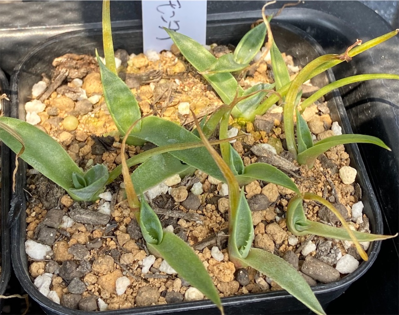 アガベ・モンタナ実生記録①(Agave montana seeding) - BAX(うしくん 