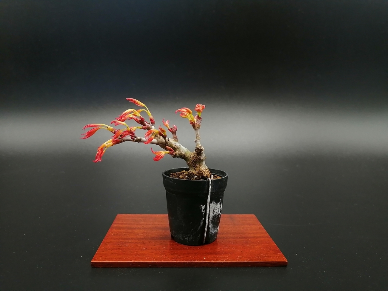 希少品種！　紅千鳥　自然樹形　盆栽　モミジ　もみじ 希少品種！ 紅千鳥 自然樹形 盆栽 モミジ もみじ