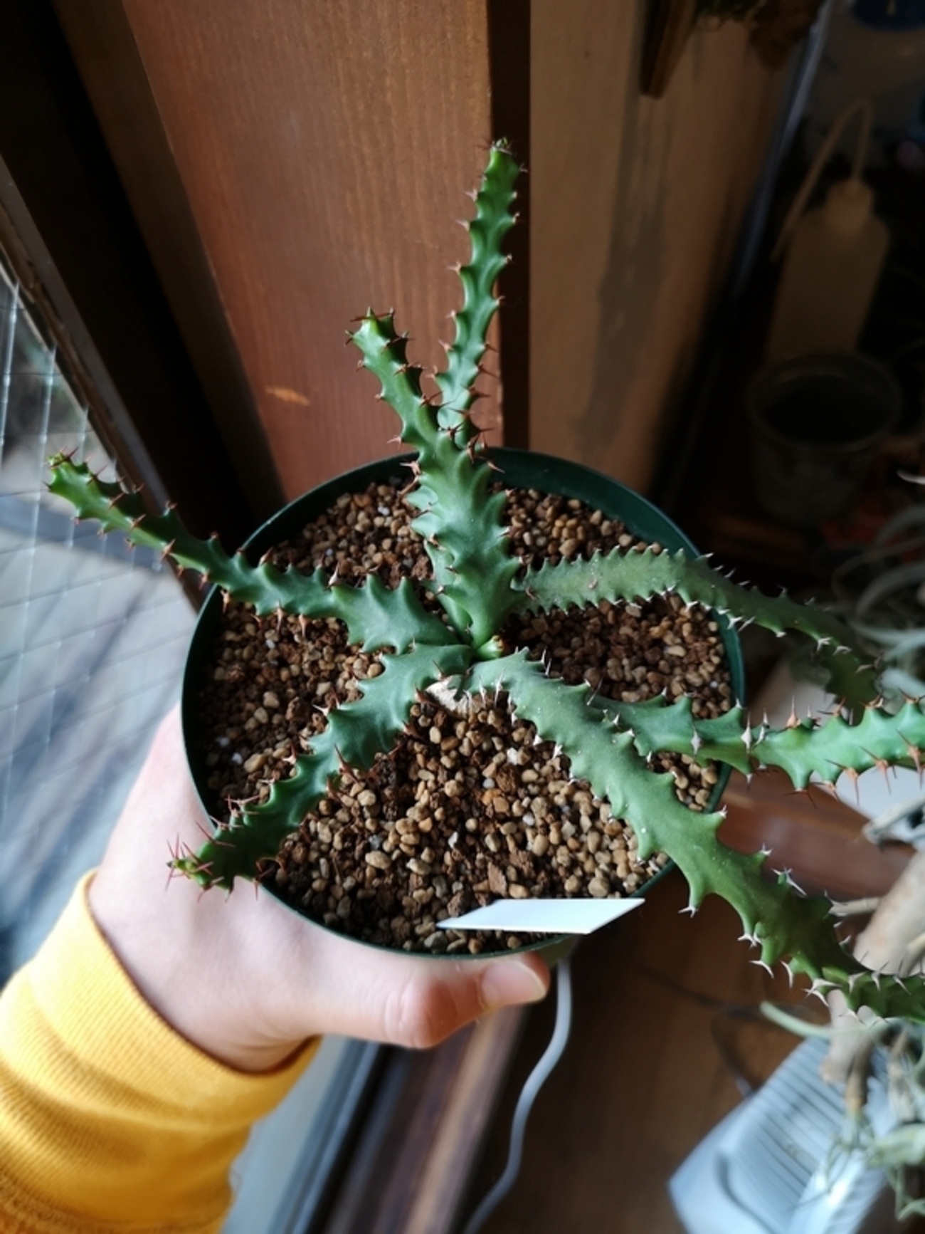 Euphorbia squarrosa(奇怪ヶ島) の刺が赤くなってきた。 - YOSHIDA 
