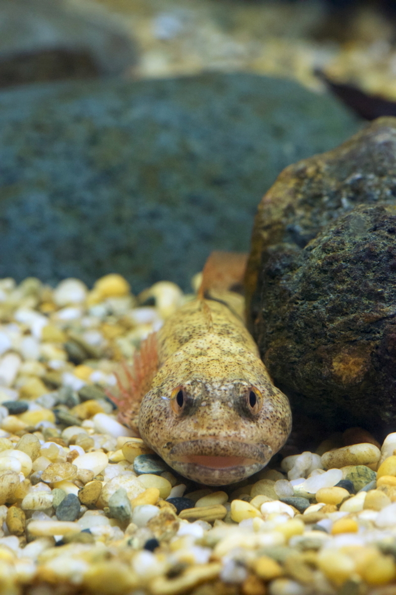 カジカ小卵型 Cottus reinii - RemoteRegion@AquaTotto
