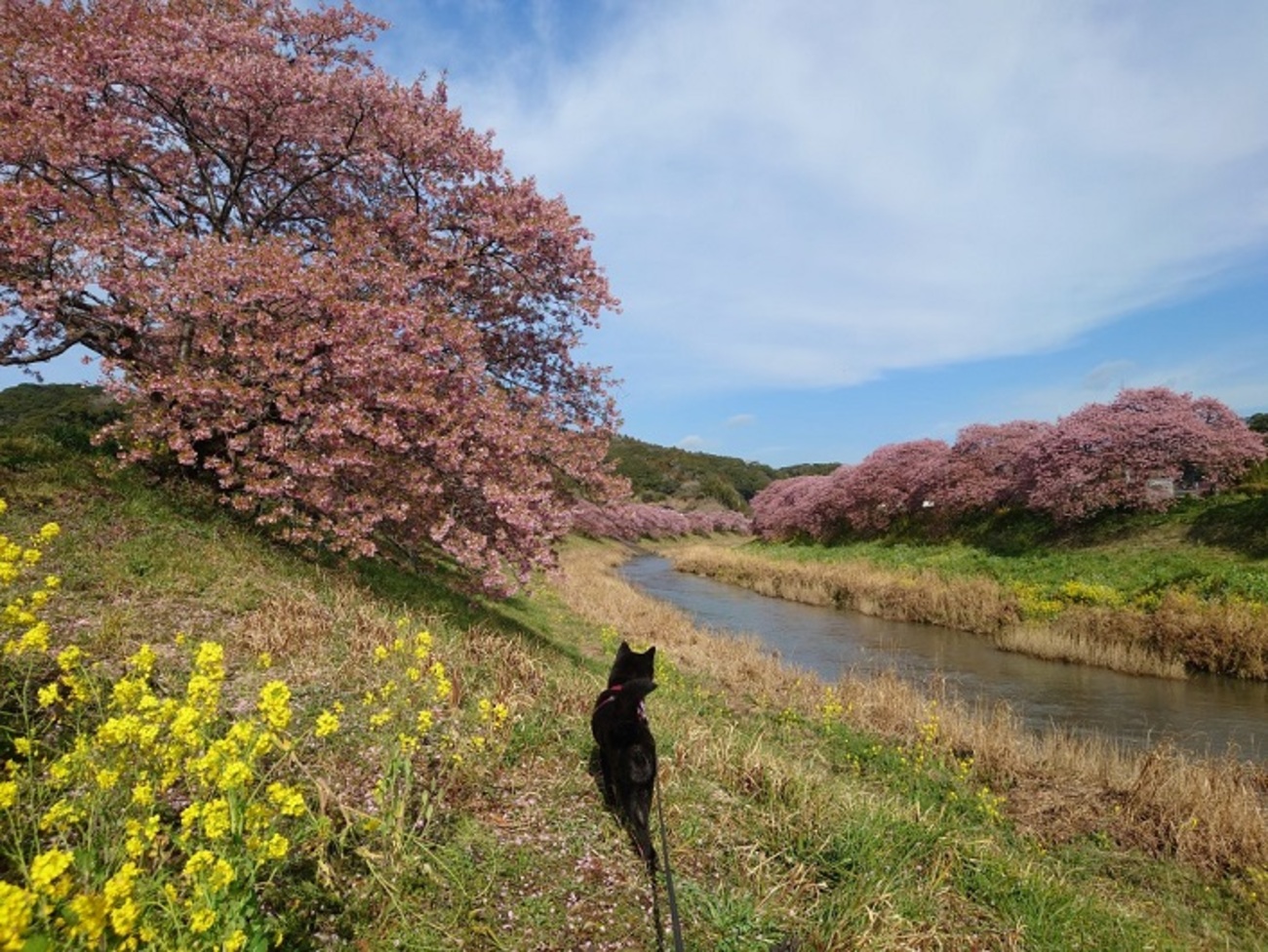 南伊豆町 みなみの桜 ② - Yamato-Yayoi's diary 甲斐犬 大和＆弥生の