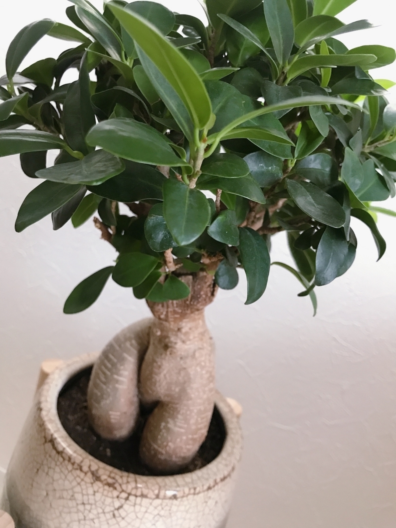 ガジュマルさま専用ページ Amazon｜SUZUHA ガジュマル 盆栽仕立て 観葉植物 本物 5号