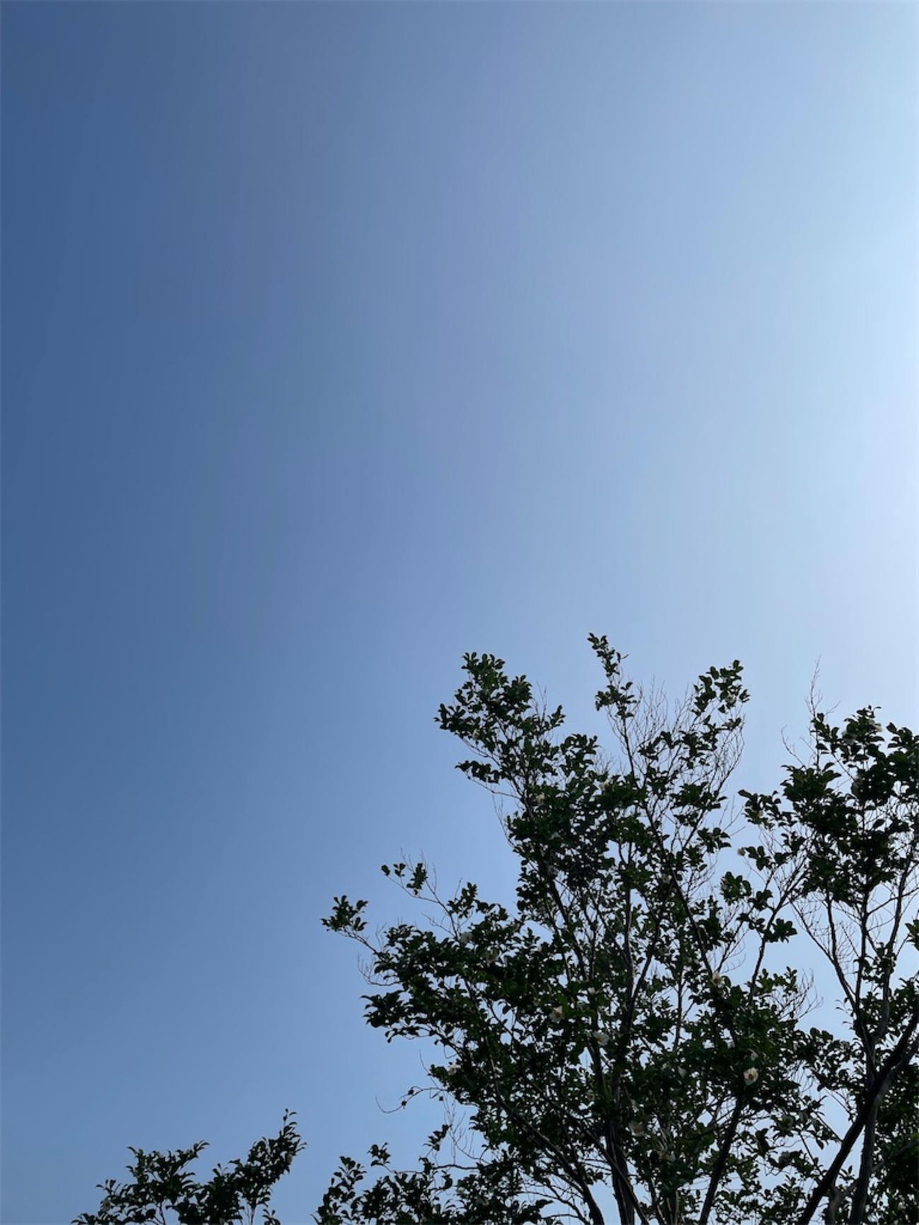 今日も暑いぞ　歯医者さんへ行くぞーーーー - ゆっこの独り言