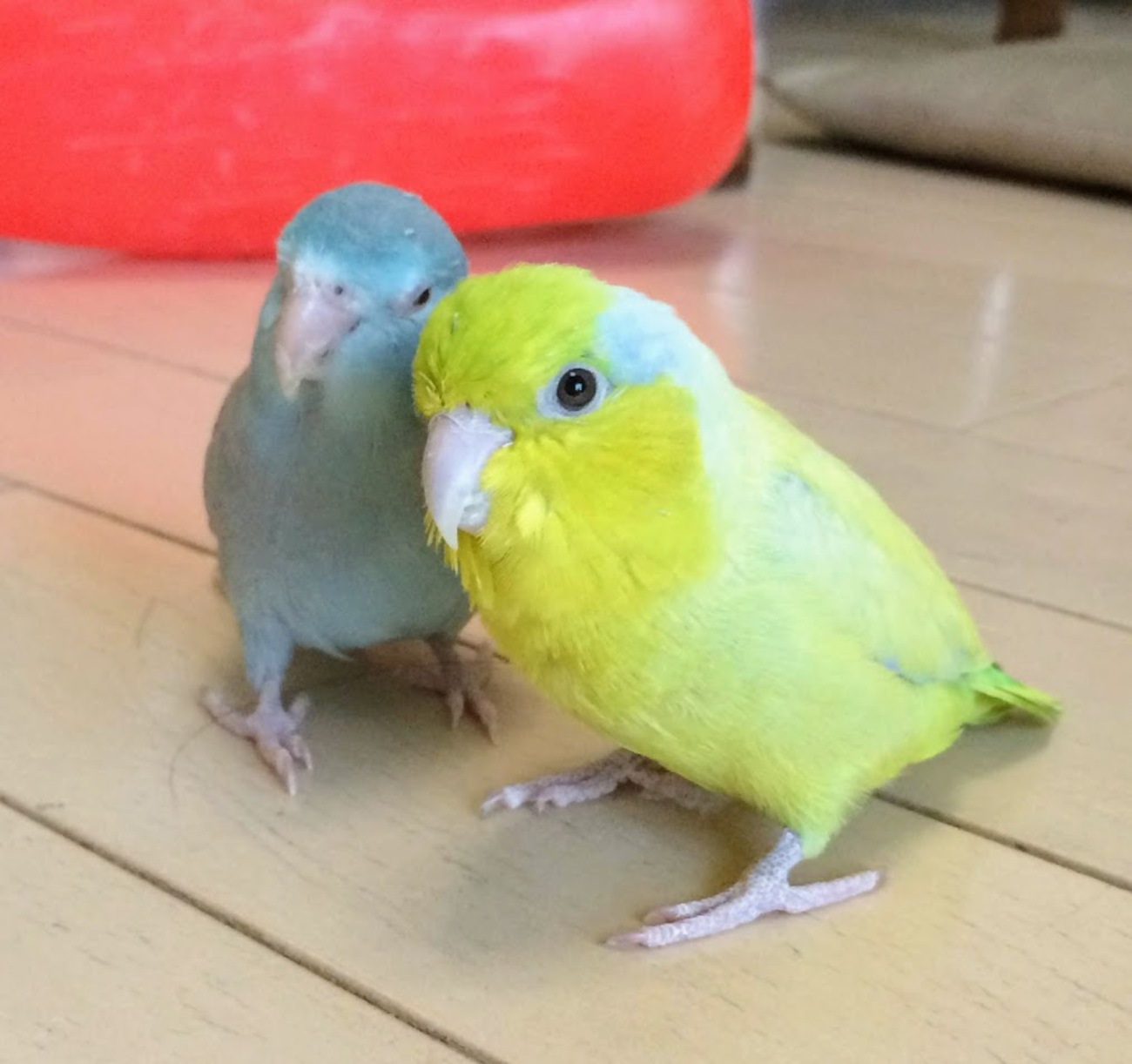 かわいいインコ「マメルリハ」飼い方を紹介！色や値段・性格は 