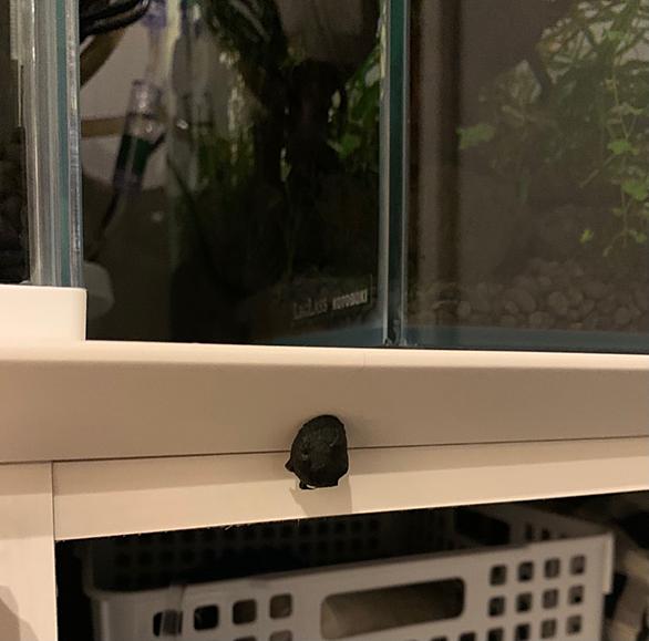 石巻貝とは 動植物の人気 最新記事を集めました はてな 石巻貝とは 動植物の人気 最新記事を集めました はてな