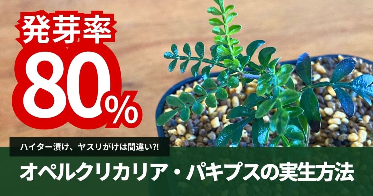 オペルクリカリアパキプス実生どちらか1株 オペルクリカリアパキプスの実生その②-趣味の園芸- | 石川県