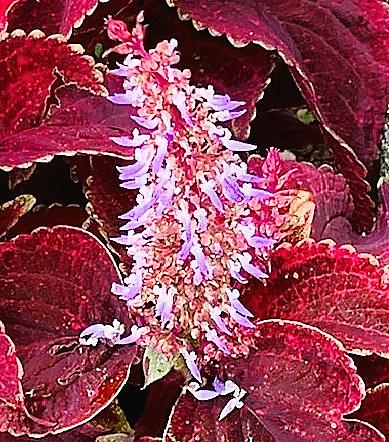コリウスとは 動植物の人気 最新記事を集めました はてな