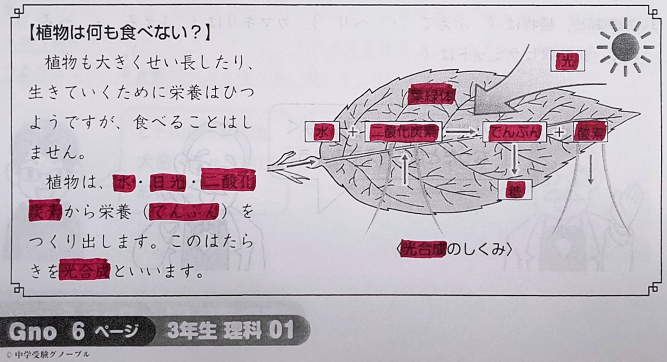 グノ 新小3 理科 - もちもち日記