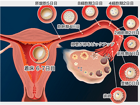 着床出血とは 一般の人気 最新記事を集めました はてな 着床出血とは 一般の人気 最新記事を集めました はてな