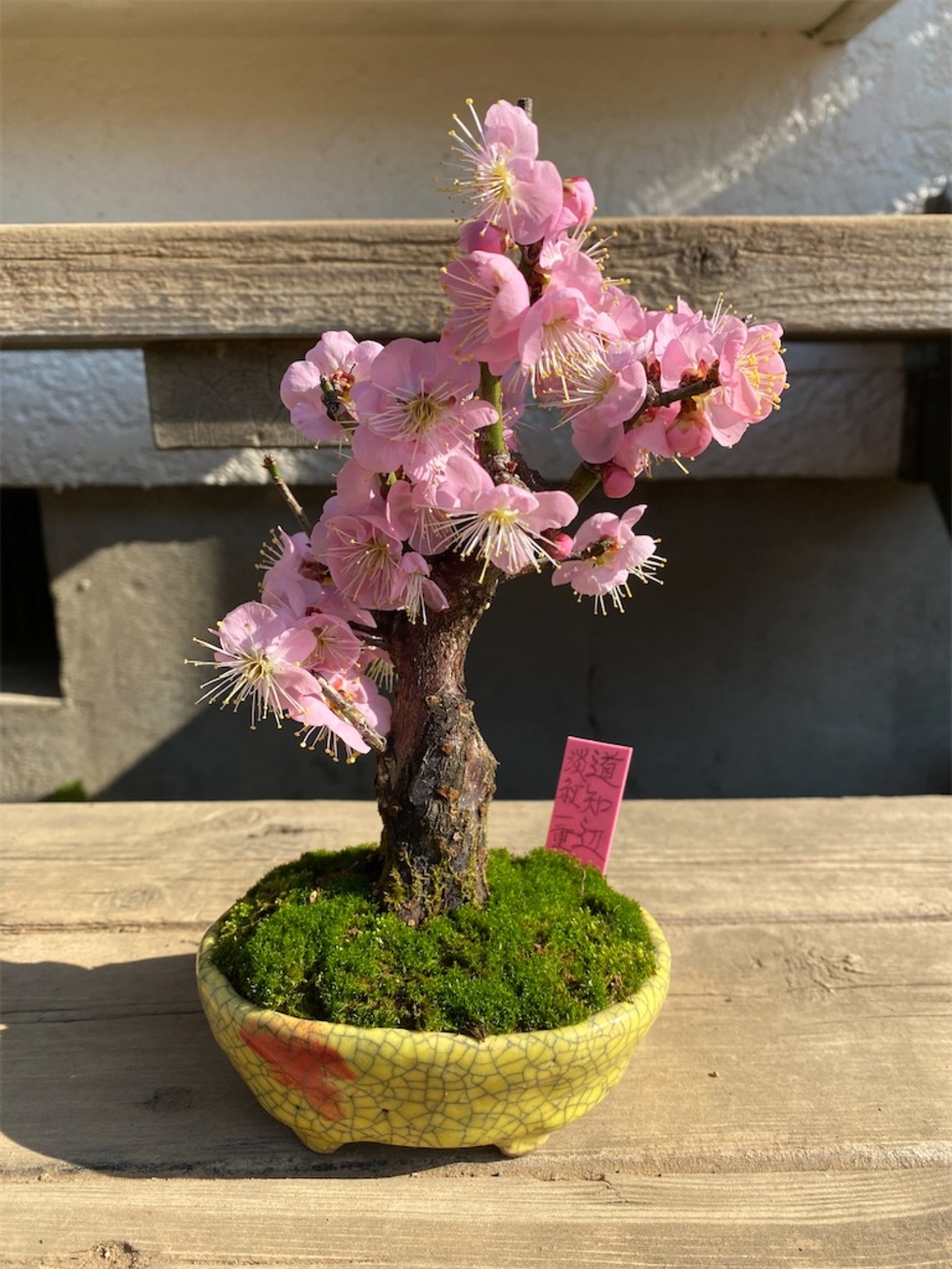 一起園芸】寒梅盆栽「ピンク一重花」鉢株03◇開花が楽しみな一品