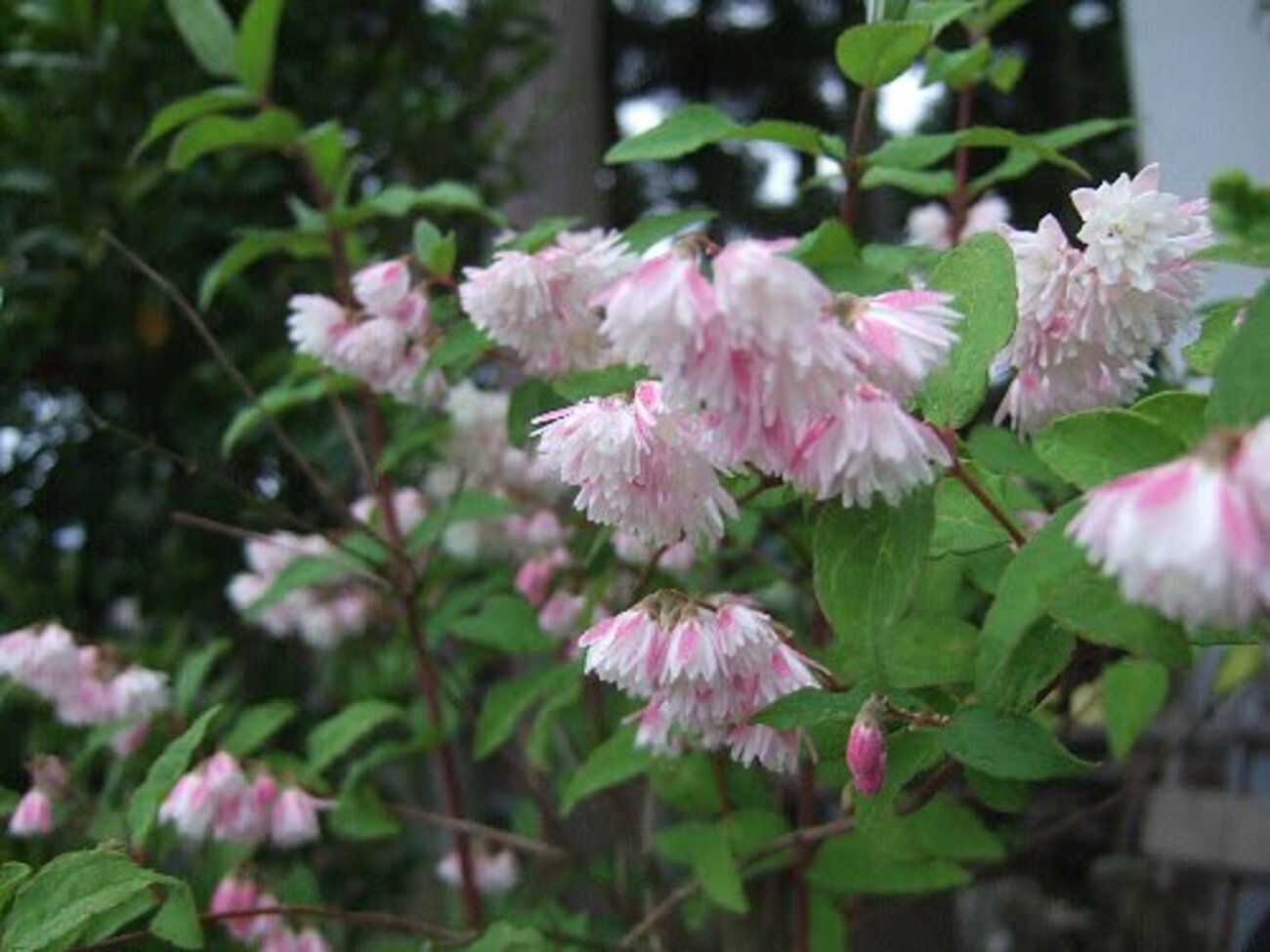 ウツギ4種…彩りを添えて - 草木と花と自然の彩景