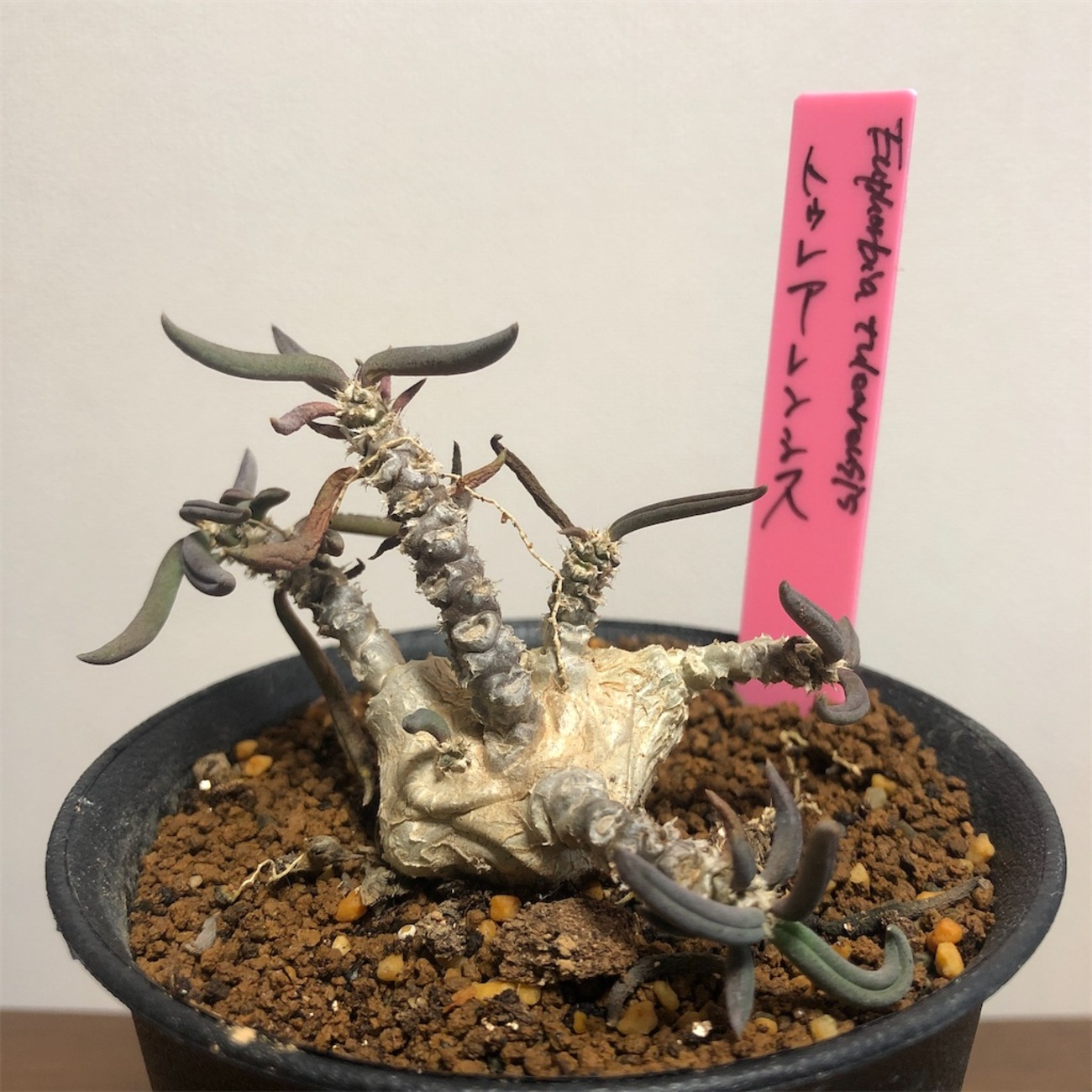 希少種 ユーフォルビア・トゥレアレンシスの記録 - Bob PLANTS | 植物 
