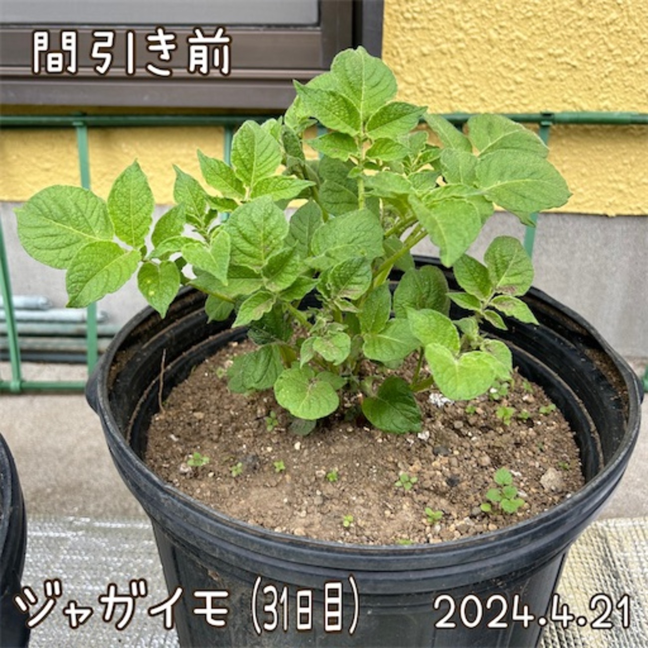 森バナ農園2024③『ジャガイモと果樹達の成長と防草シート張り』(4/21