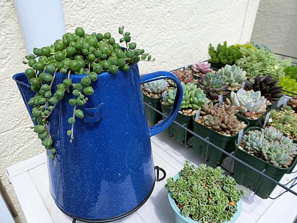 グリーンネックレスとは 動植物の人気 最新記事を集めました はてな