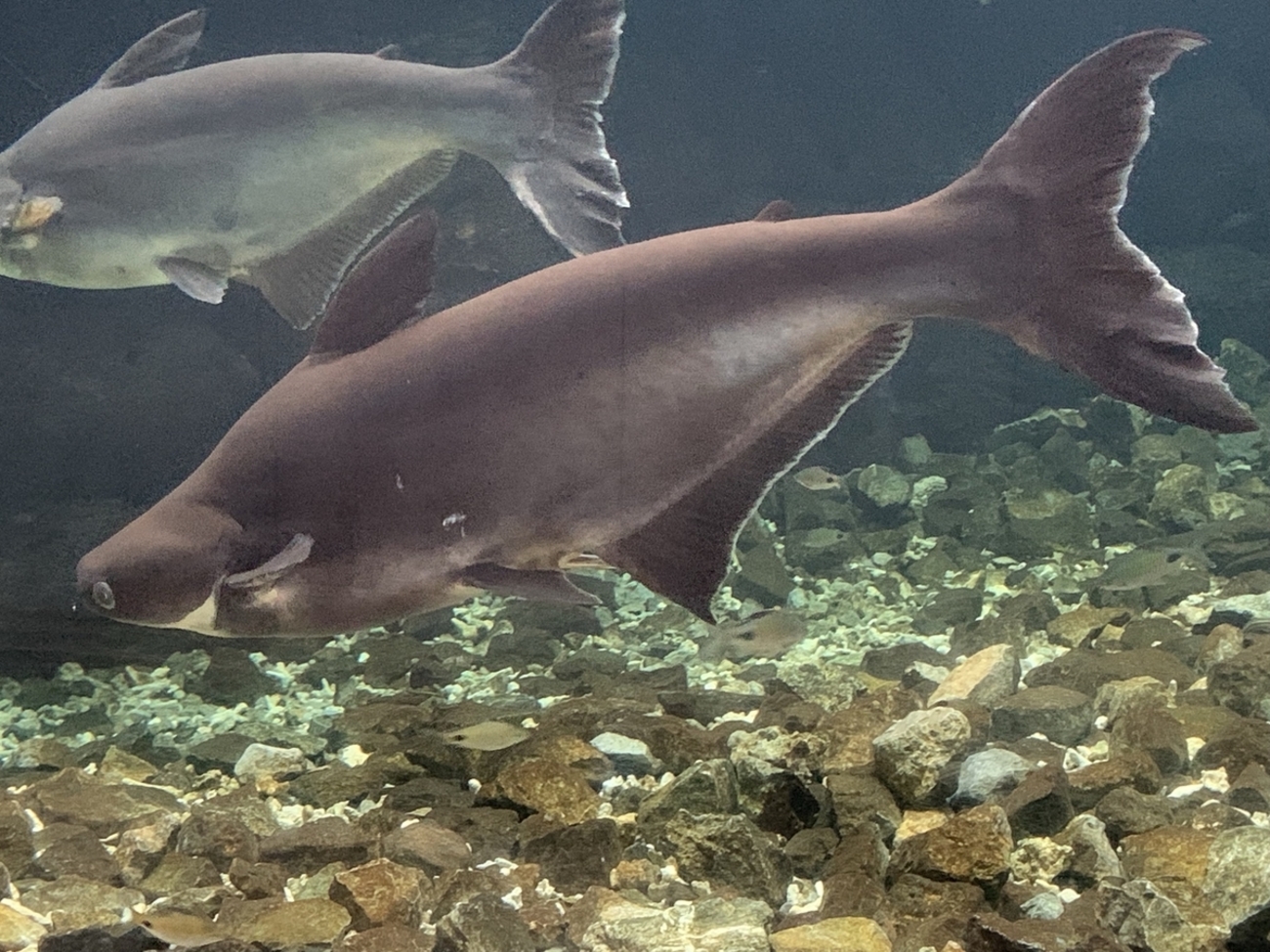 カイヤンの飼い方【熱帯魚図鑑】 - 熱帯魚の学習塾
