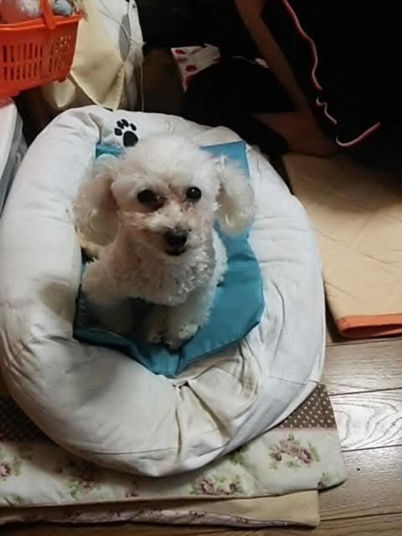 久々にクインケ浮腫です😱 - ぷりんちゃん日記