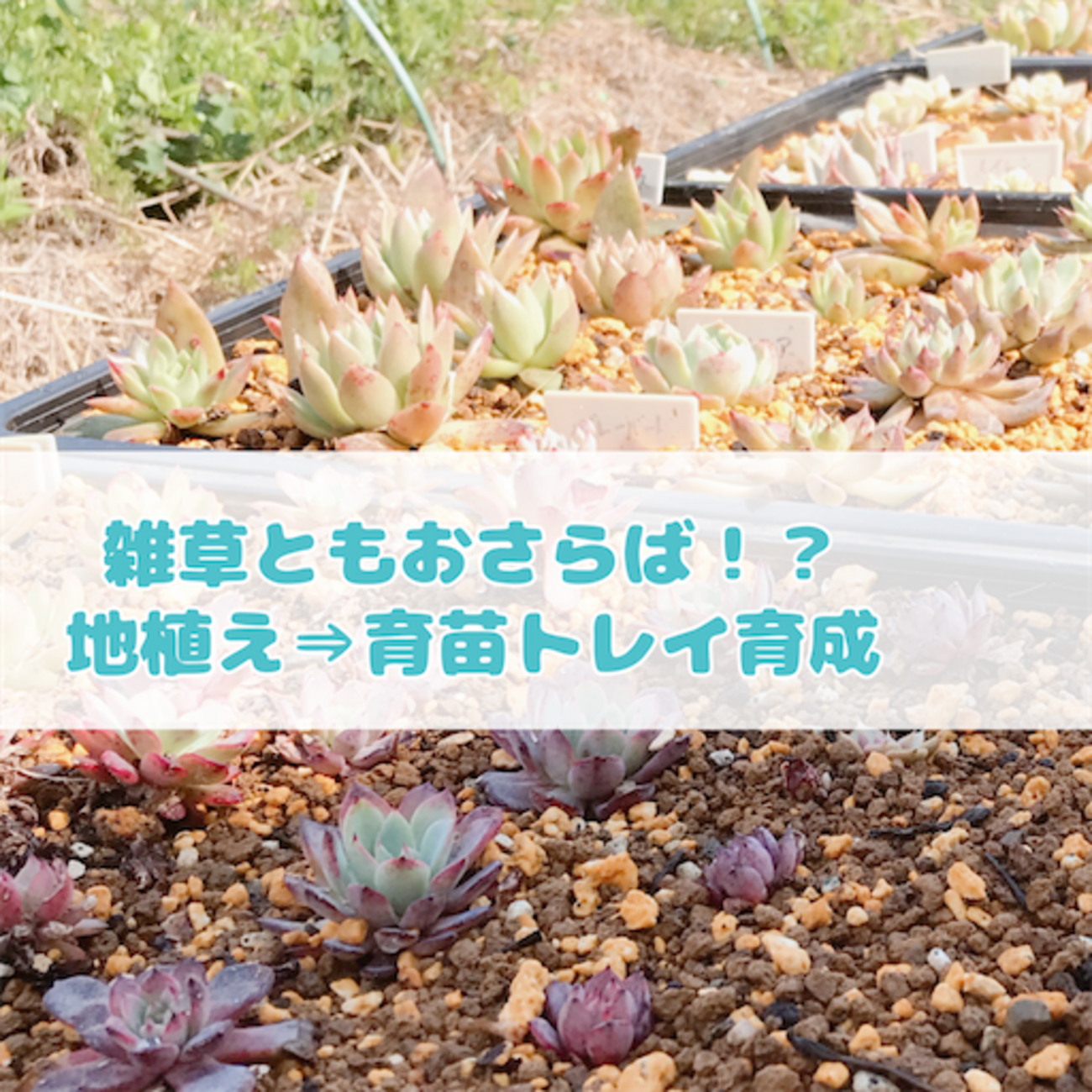たにログ290 【地植え多肉】育苗トレイに土を盛って育苗トレイ育成