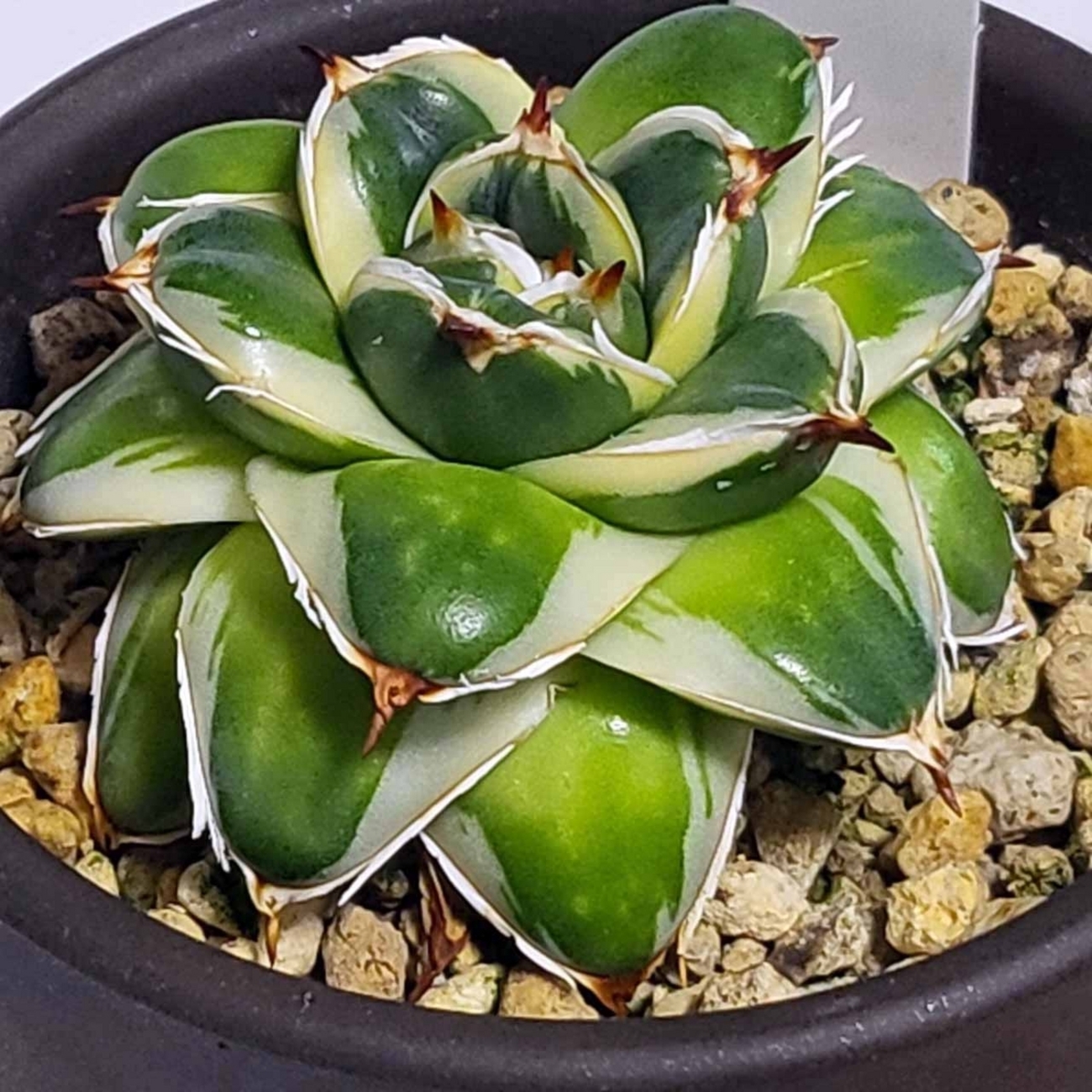 Agave filifera var compacta 