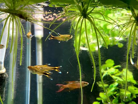 コリドラス ステルバイとは 動植物の人気 最新記事を集めました はてな
