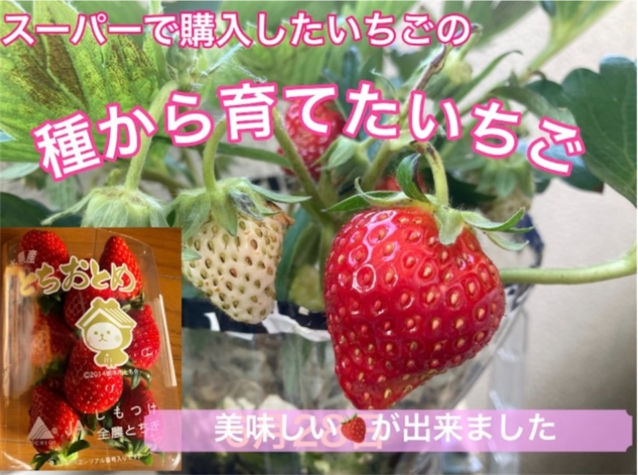 種から育てたいちご?No5 〜5シーズン目に突入〜 - たのしるブログ
