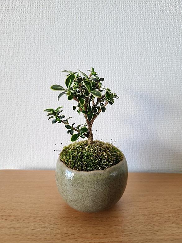 石木花とは 人気 最新記事を集めました はてな