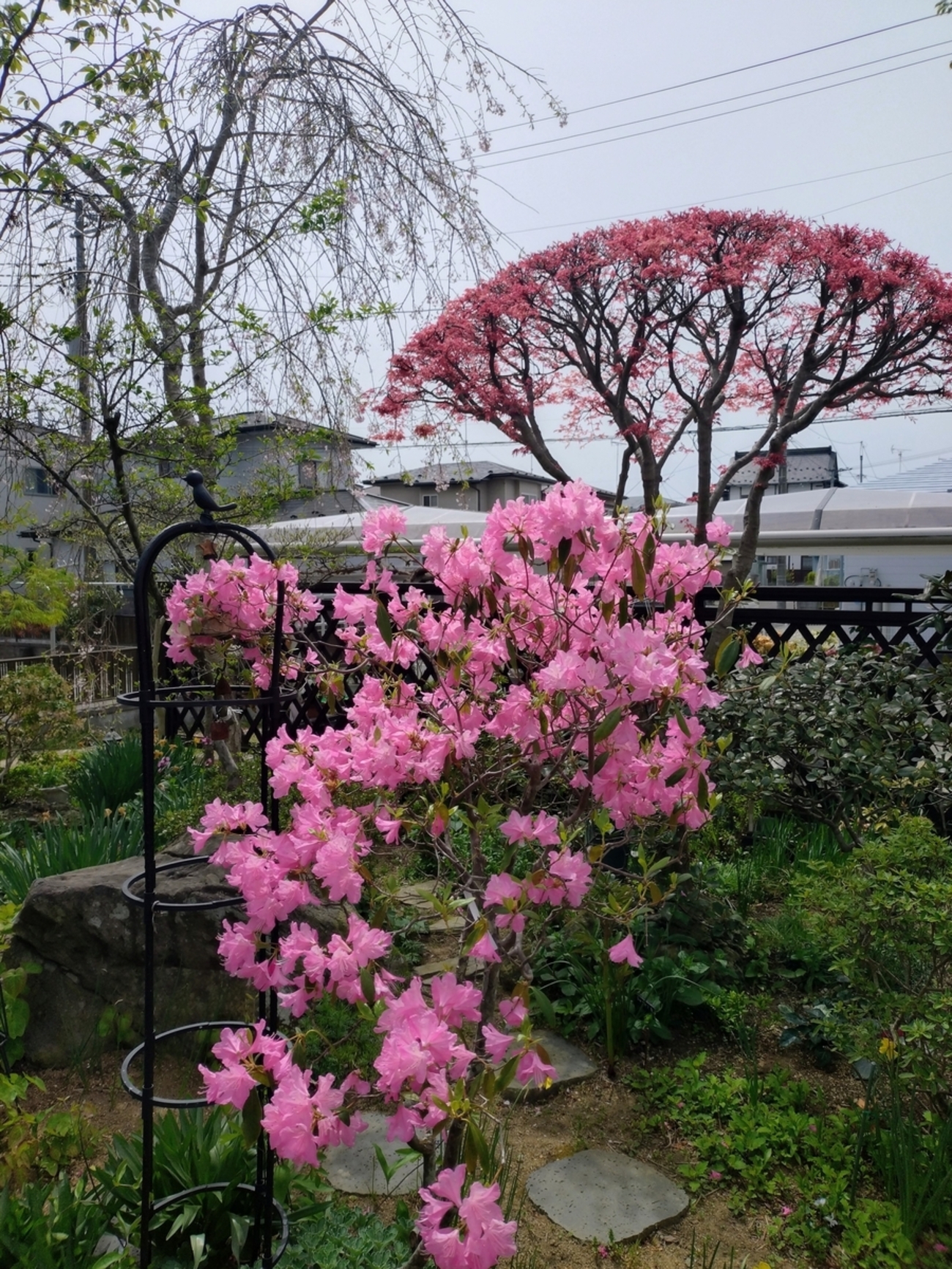 4月初旬から中旬に咲いた山野草と庭の光景 - 花が好き 庭が好き keiの