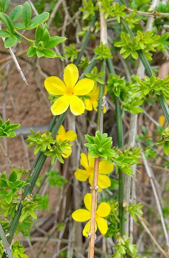 ハナダイコンとは 動植物の人気 最新記事を集めました はてな