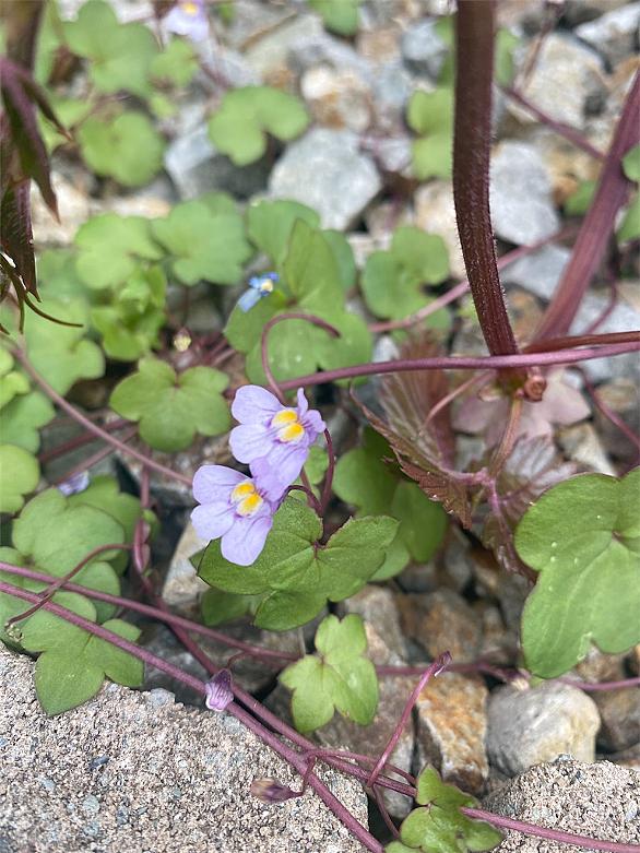 ツタバウンランとは 動植物の人気 最新記事を集めました はてな ツタバウンランとは 動植物の人気 最新記事を集めました はてな
