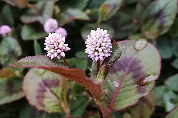 ヒメツルソバとは 動植物の人気 最新記事を集めました はてな