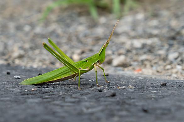 ショウリョウバッタとは 動植物の人気 最新記事を集めました はてな