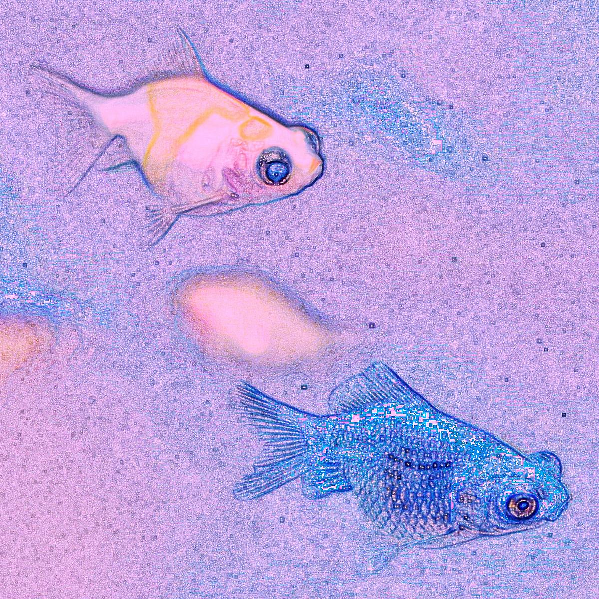 どんぶり飼育 カテゴリーの記事一覧 金魚とめだか 季々
