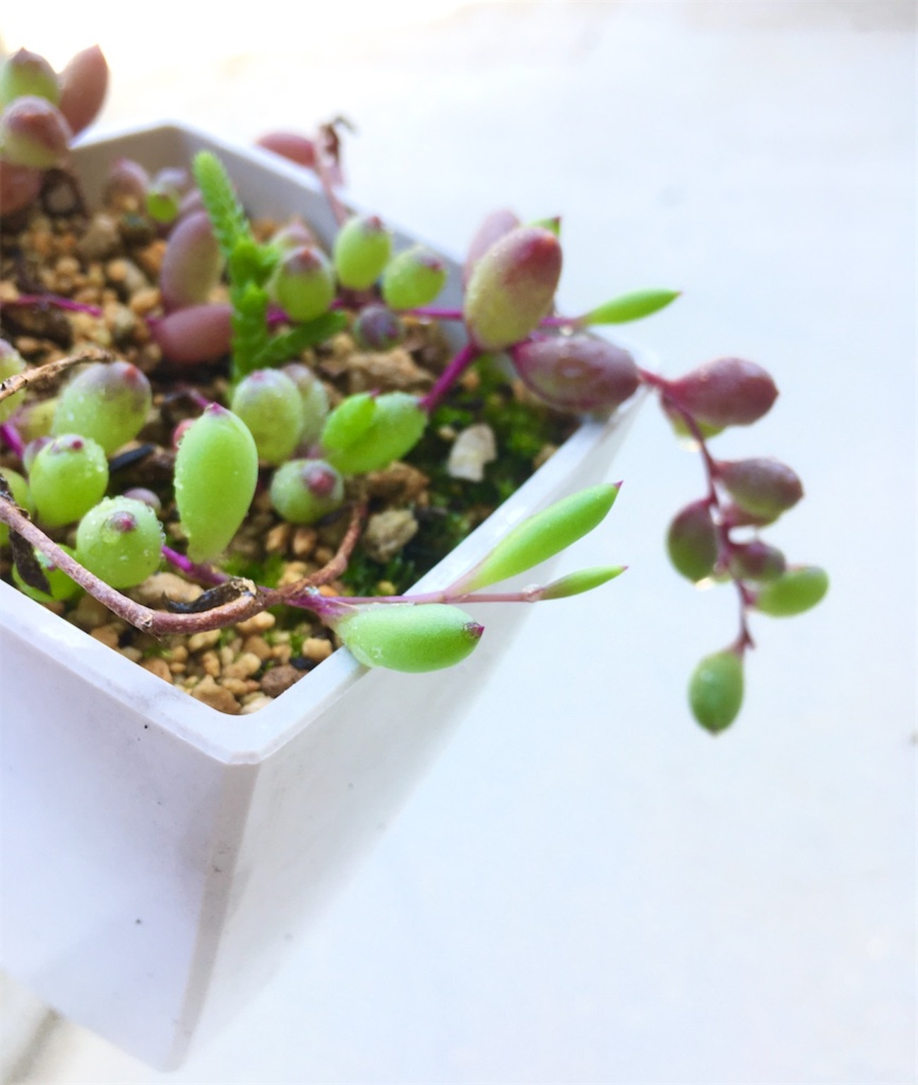 多肉植物 ネックレス系の増やし方、育て方 - VINTAGE