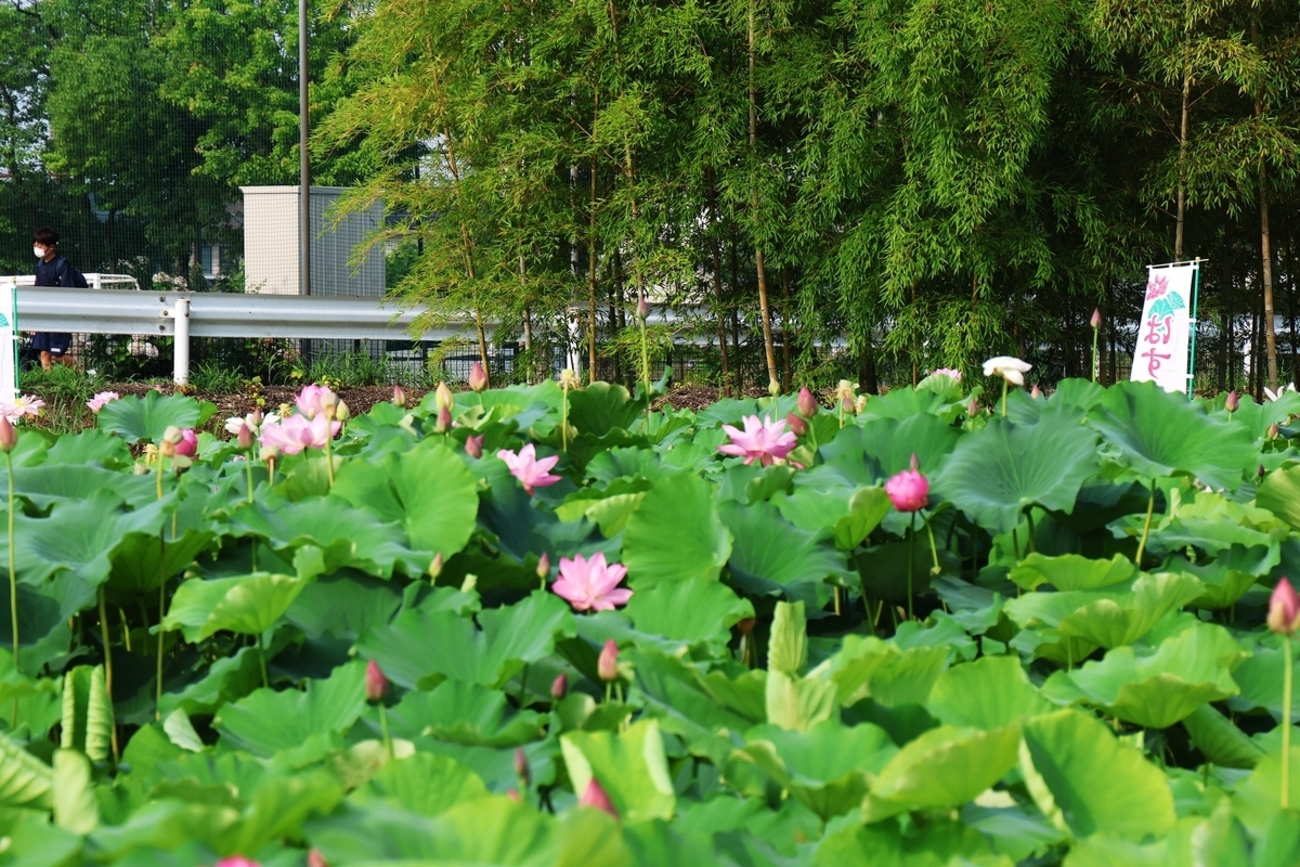 早朝、今川の花池へ蓮の花の開花状態を観に行って来ましたが、丁度ラッシュアワーと重なり思う様に動けなく、何時もの時間の約倍の時間を費やし体力を消耗為思うように蓮と迎え合えなかった。 - khk5317kのブログ