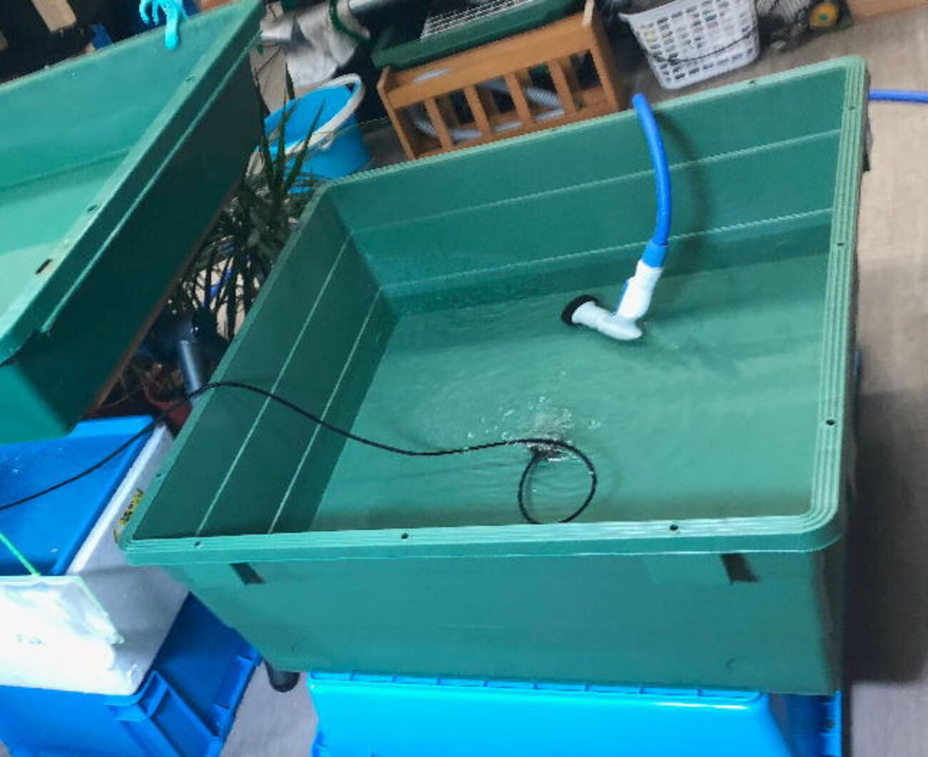 正方形のプラ舟を買ってみた - 俺のらんちゅう