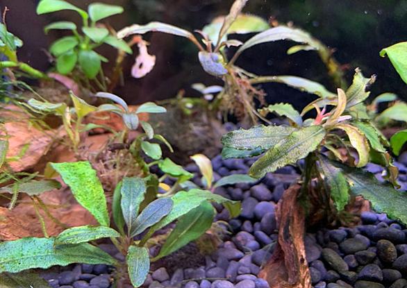 ブセファランドラ 溶けるとは 人気 最新記事を集めました はてな
