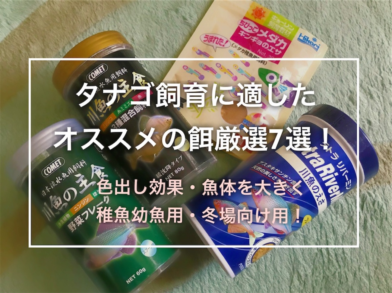 タナゴの飼育に適した餌オススメ7選！婚姻色を美しく体を大きくする 