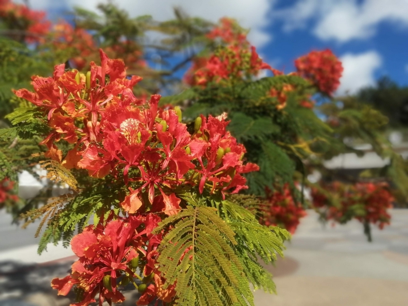 backend=imagemagick;version=1;