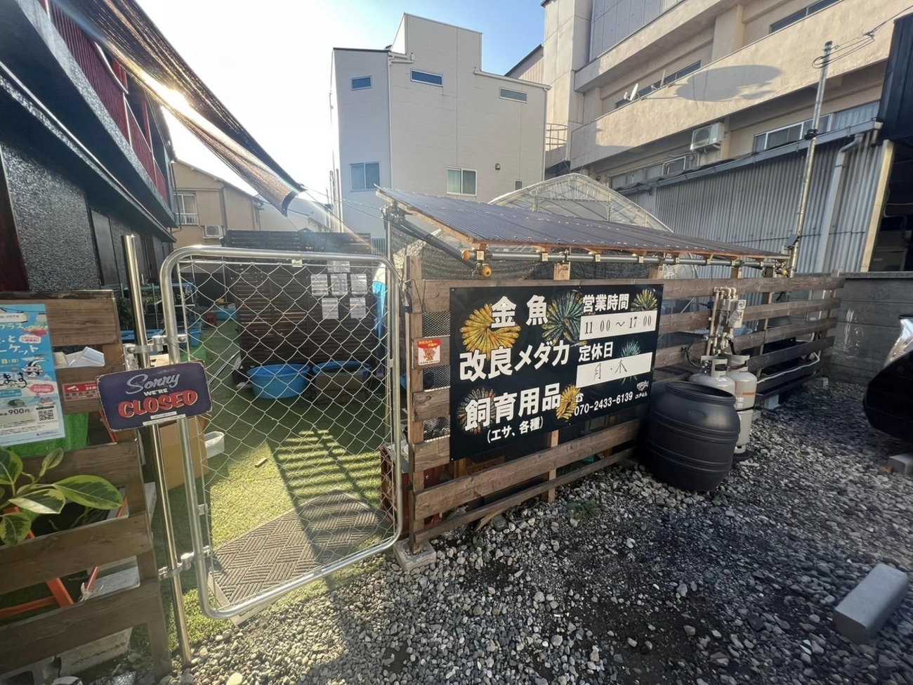 江戸目高さんの進化、東京めだか基地さんの挑戦