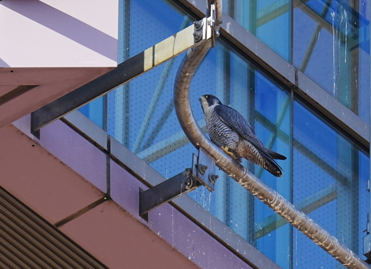 そして不死鳥はよみがえる ハヤブサ降臨 ハヤブサ降臨そして不死鳥はよみがえる | ハヤブサ |本 | 通販