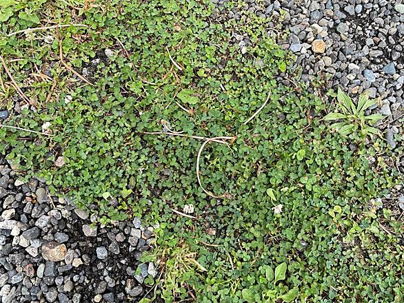 スギナとは 動植物の人気 最新記事を集めました はてな