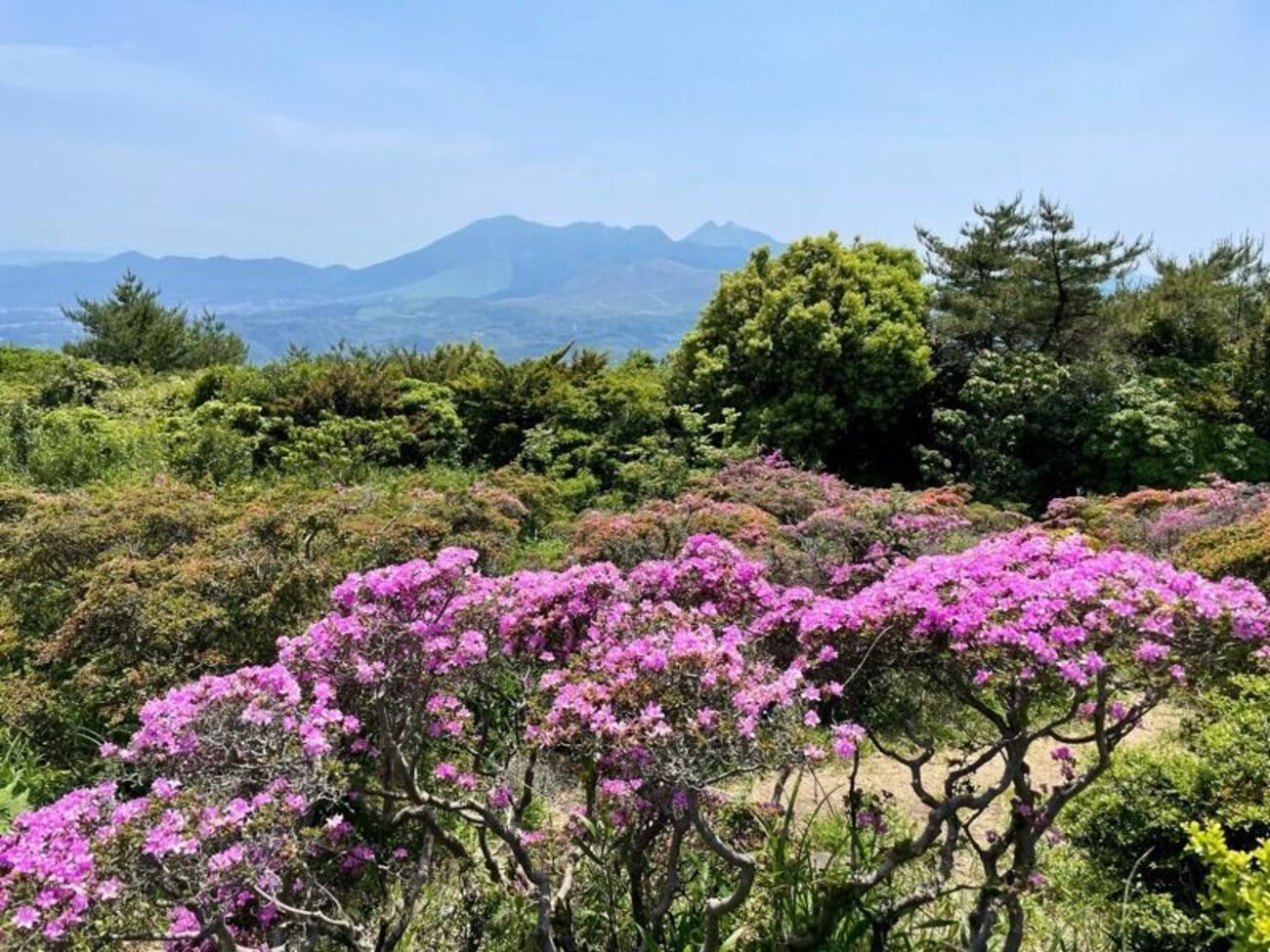 経塚山〜七ツ石山(鹿鳴越連山)】法花寺から周回ルート。ミヤマキリシマ