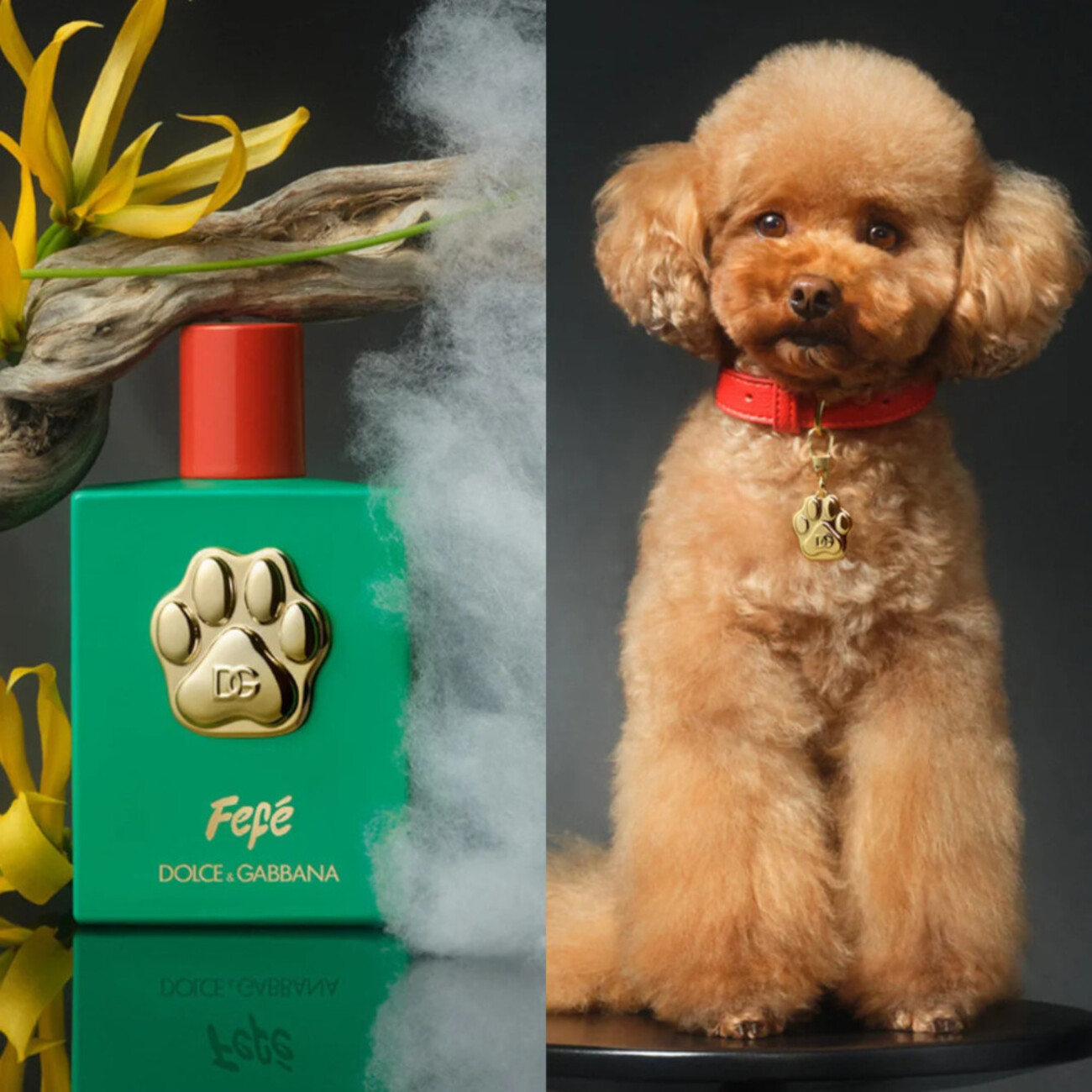 ファッションブランドDolce & Gabbanaが犬用香水を発売しました - 今日 