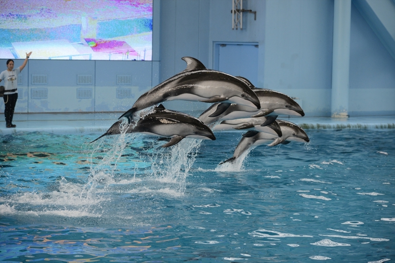 イルカショーの写真撮影の仕方（自分流）について - 清楚咲夜の日記